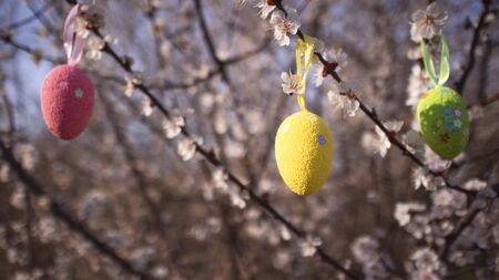 Colorful easter eggs on the flowering apricot tree. Happy easter, spring holidays. Easter egg hunt for kids. Beautiful blossom tree.の写真素材
