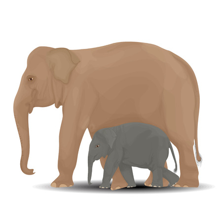 Mother and baby elephant vector illustration.のイラスト素材