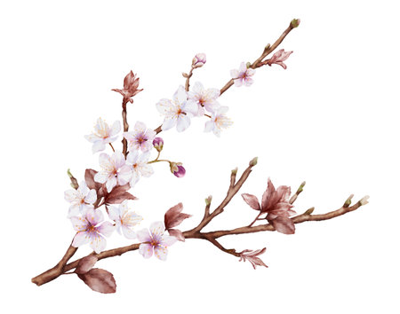 Watercolor magenta cherry blossoms bloom on the branches. Cherry blossom and leaves branch bouquet vector isolated on white background. Suitable for decorative spring festivals, or cards.のイラスト素材