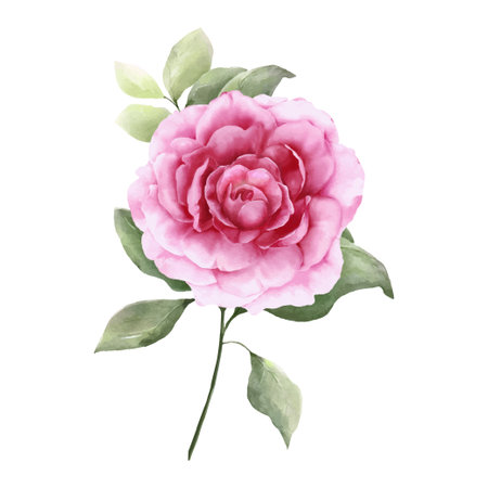 Watercolor painting of pink rose with decorative twigs and green leaves.  Romantic botanical composition for wedding or greeting cards.のイラスト素材
