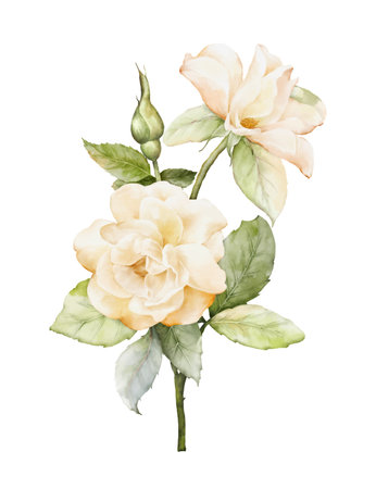 Watercolor of yellowish orange rose bouquet. Flower decorative on watercolor stain background, perfect for invitations, greeting cards, or posters, with space for your text.のイラスト素材