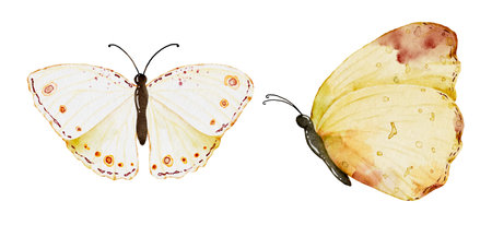 Watercolor yellow butterflies collection, vector butterfly elements on white background. Illustration butterfly suitable for decorating in your design.の写真素材