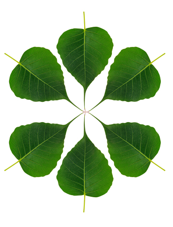bo leaf on white backgroundの写真素材