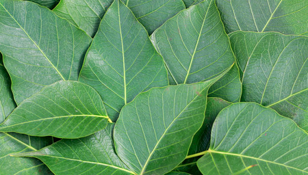 bo leaf on white backgroundの写真素材