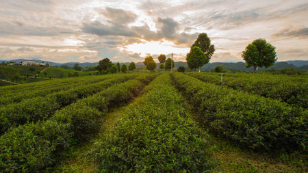 Tea Plantations at ChangRai Highlands during sunset, Thailand の写真素材