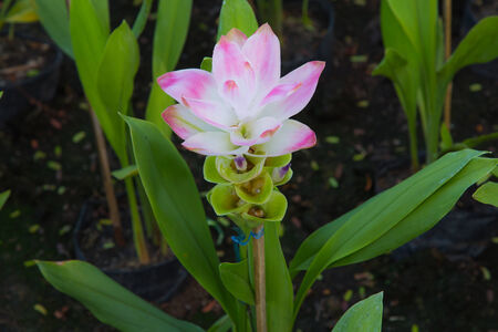 Siam Tulipの写真素材