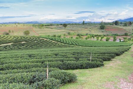 Tea plantation fieldの写真素材