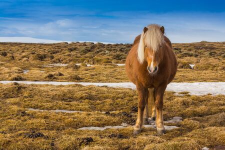 Icelandic Horse in dry glass fieldの写真素材