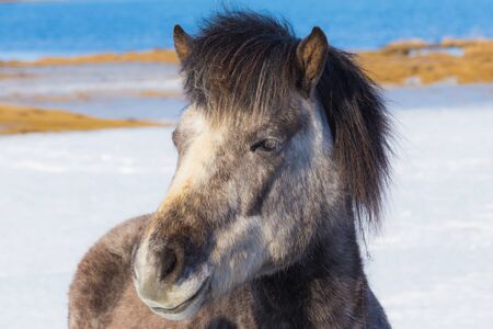 Face of Icelandic Horseの写真素材