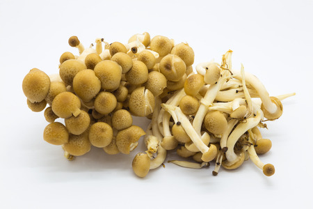 Brown beech mushroom, Shimeji mushroom, on white backgroundの写真素材