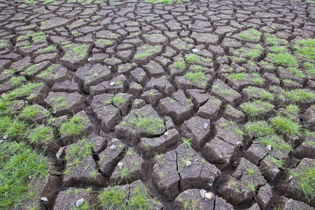 Dried Ground Texture with early birth green grassの写真素材