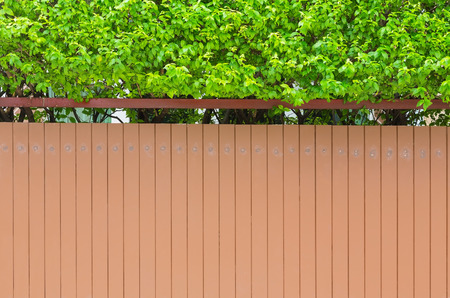 House wall with small green tree on top backdrop, outdoorの写真素材