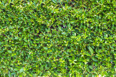 Green leaves wall patten backgroundの写真素材