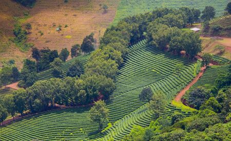 Aerial view of tea plantation landscape