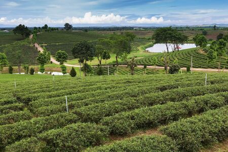 Tea plantation landscape highlandの写真素材