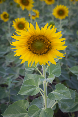 Sunflower oil Fieldの写真素材