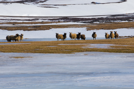 Sheep farm in winter with mountain snow coved, nature landscape, Icelandの写真素材