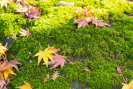 Maple leaves fallen on green moss background in autumn season, Kyoto Japan