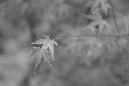 Black and White, Maple leave selective focusの写真素材