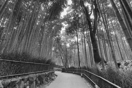 Bamboo forest with walking way, black and white tone, Kyoto Japanの写真素材
