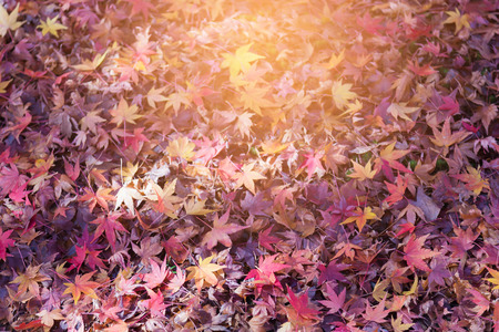Purple fallen maple leaves with sunset tone natural background