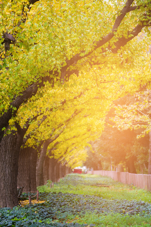 Ginko yellow colour leaves on the tree in public park during late autumn season, Tokyo Japanの写真素材