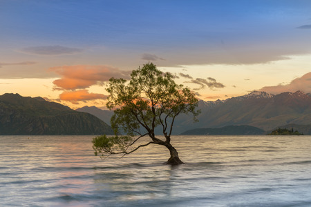 Wanaka tree over Wanaka Lake during sunrise, New Zealand South Island natural landscape backgroundの写真素材