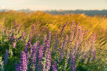 New Zealand purple lupin flower full bloom conditon during summer season, natural landscape...
