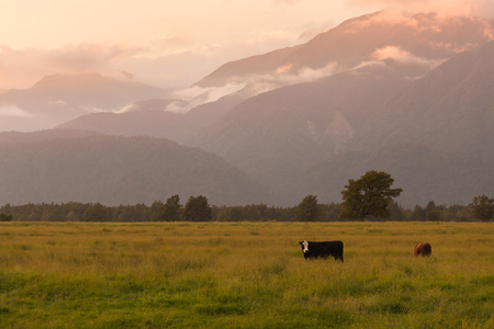 Beautiful New Zealand mountain during sunrise with framing cow, natural landscape backgroundの写真素材