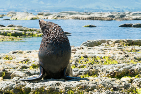A fur seal on the beach, Kaikoura East Coast New Zealand marine lifeの写真素材