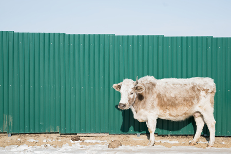 Angus cow stand over green wall, farming animal winter seasonの写真素材