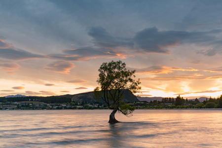 Wanaka water lake with stand alone tree, New Zealand natural landscape backgroundの写真素材