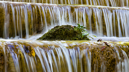 Close up little plan over stream waterfall, natural landscape backgroundの写真素材