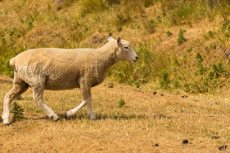 Baby sheep walking over dry glass, New Zealand farm animalの写真素材