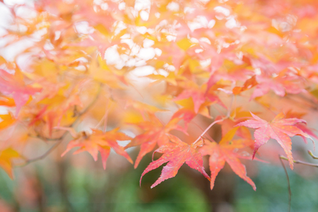 Red maple leaved during autumn season, natural landscape backgroundの写真素材