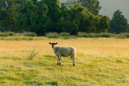 Black face sheep on grass field, farm animalの写真素材
