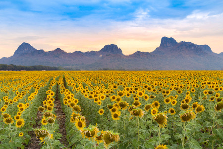 Full bloom sunflower field with mountain background, natural landscape backgroundの写真素材