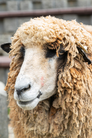 Brown sheep head close up, farm animalの写真素材