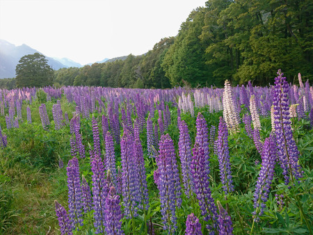 Beauty full bloom lupine flower, New Zealand natural landscape backgroundの写真素材