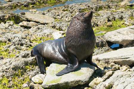 Cute baby seal on seacoast, natural marine life on beachの写真素材