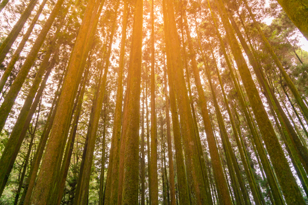 High oak tree bottom view, Taiwan natural landscape backgroundの写真素材