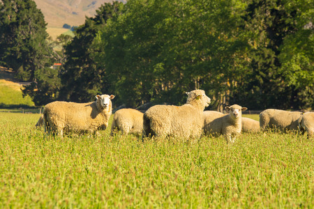 Sheep farm over green glass, farm animalの写真素材