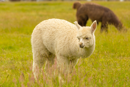 Cute Alpaca over green glass, farm animalの写真素材