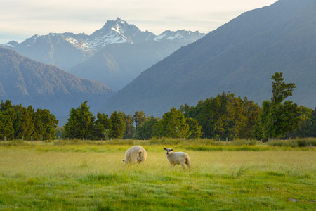 Sheep runing on green glass with beautiful mountain natural landscape backgroundの写真素材