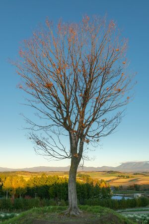 Falling alone treee with clear blue sky and mountain backgroundの写真素材