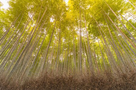 Bottom view Bamboo jungle, natural landscape backgroundの写真素材