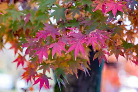 Purple maple leaves during autumn season natural landscape backgroundの写真素材