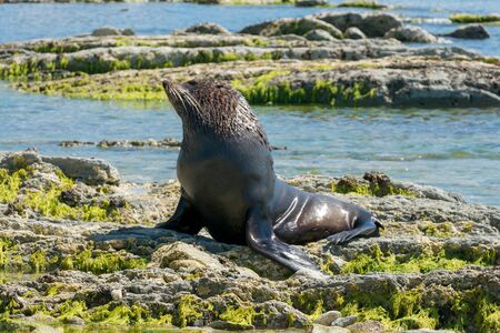Sea Lion, Seal playing on coastline, marine life animalの写真素材