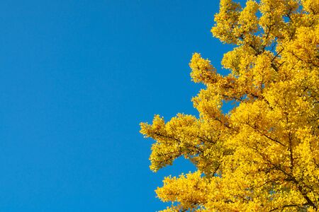 Yellow Ginko leaves with clear blue sky background