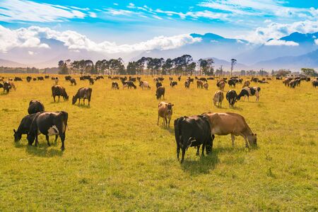 Cow farming on green glass with mountain backgroundの写真素材